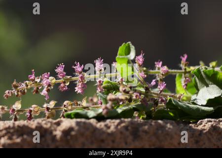 Ocimum tenuiflorum. Heiliges Basilikum. Tulsi. Tulasi. Heilige Basilikumblumen aus der Nähe. Stockfoto