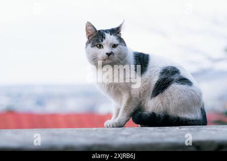 Weiße und schwarze Katze sitzt draußen auf einem Felsvorsprung und blickt mit einem ruhigen Ausdruck in die Ferne. Obdachloses dreckiges Kätzchen mit kaputten Ohren sitzt traurig auf der Straße. Stockfoto