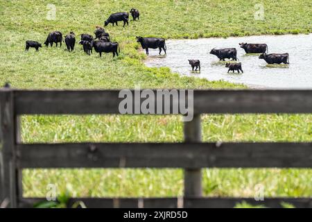 Kühe kühlen sich an einem heißen Sommertag in Clermont, Georgia, in einem Weideteich ab. (USA) Stockfoto