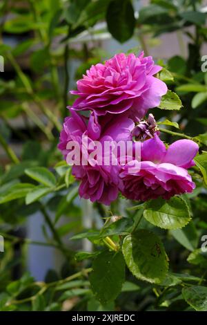 Dunkelrosa Rosen in Blüte in einem englischen Garten Stockfoto