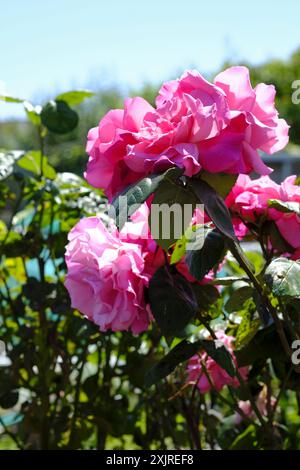 Dunkelrosa Rosen in Blüte in einem englischen Garten Stockfoto
