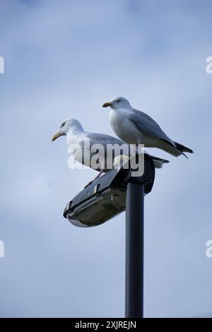 Ein paar europäische Heringsmöwen, die auf einem Laternenpfahl sitzen Stockfoto