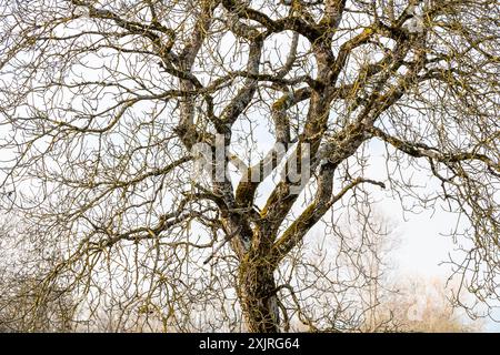 Esche (Fraxinus excelsior) mit verzweigtem Stamm im Winter Stockfoto