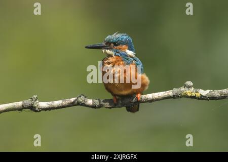 Ein männlicher Eisvogel, Alcedo, sitzt auf einem Ast, nahe der Stelle, wo er in einem Loch in der Bank nistet. Er hat gerade einen Fisch an seine Babys und gefüttert Stockfoto