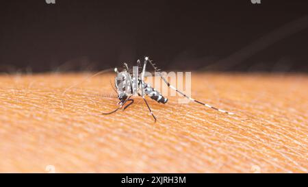 Extreme Aufnahme eine asiatische Tigermücke saugt Blut auf die Haut eines Menschen, Super-Makrofoto. Stockfoto