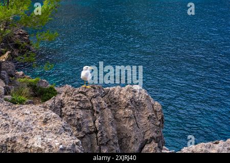 Eine weiße Möwe sitzt auf einem Felsen vor dem Hintergrund des blauen Meeres. Fantastische Landschaften Mallorcas. Mallorca, Spanien, Balearen Stockfoto