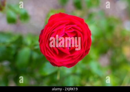 Nahaufnahme einer Crimson Rose Stockfoto