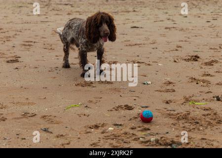 Ein roan Cocker Spaniel an einem Sandstrand an einem schönen Sommertag in Schottland Stockfoto