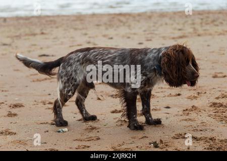 Ein roan Cocker Spaniel an einem Sandstrand an einem schönen Sommertag in Schottland Stockfoto