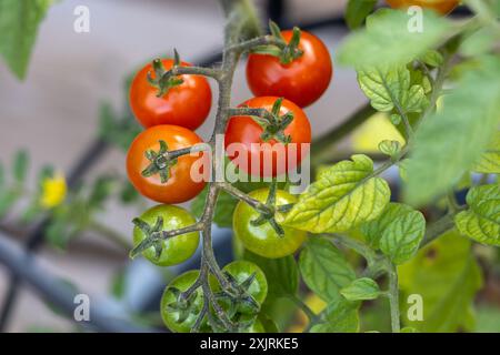 Vollbild-Makroansicht einer vergossenen Kirschtomatenpflanze mit Früchten in verschiedenen Reifestadien Stockfoto