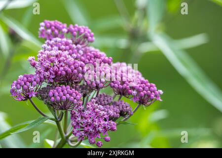 Vollständiger makroabstrakter Texturhintergrund der blühenden rosa Sumpfmilchweed (asclepias incarnata) Blume Blüten in einem Schmetterlingsgarten Stockfoto