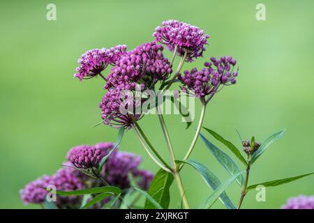 Vollständiger makroabstrakter Texturhintergrund der blühenden rosa Sumpfmilchweed (asclepias incarnata) Blume Blüten in einem Schmetterlingsgarten Stockfoto