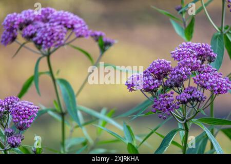 Vollständiger makroabstrakter Texturhintergrund der blühenden rosa Sumpfmilchweed (asclepias incarnata) Blume Blüten in einem Schmetterlingsgarten Stockfoto