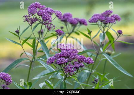 Vollständiger makroabstrakter Texturhintergrund der blühenden rosa Sumpfmilchweed (asclepias incarnata) Blume Blüten in einem Schmetterlingsgarten Stockfoto