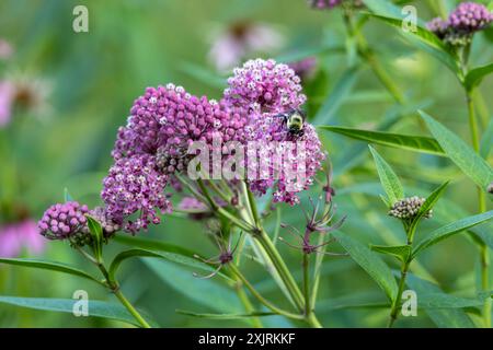 Vollständiger makroabstrakter Texturhintergrund der blühenden rosa Sumpfmilchweed (asclepias incarnata) Blume Blüten in einem Schmetterlingsgarten Stockfoto