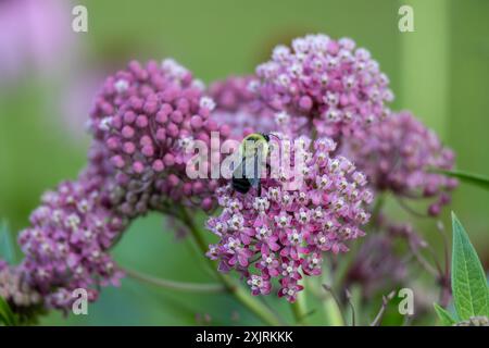 Vollständiger makroabstrakter Texturhintergrund der blühenden rosa Sumpfmilchweed (asclepias incarnata) Blume Blüten in einem Schmetterlingsgarten Stockfoto