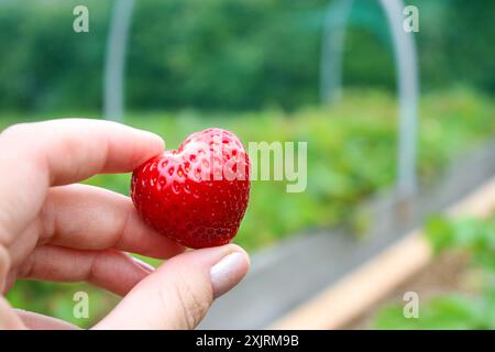 Nahaufnahme einer weiblichen Hand, die eine reife rote Erdbeere mit verschwommenem Hintergrund hält Stockfoto
