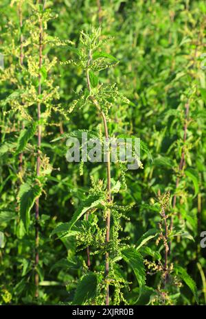 Frische Blätter der Brennnesselpflanze ideal für die Zubereitung von Risotto in italien, aber Vorsicht vor Hautreizungen Stockfoto