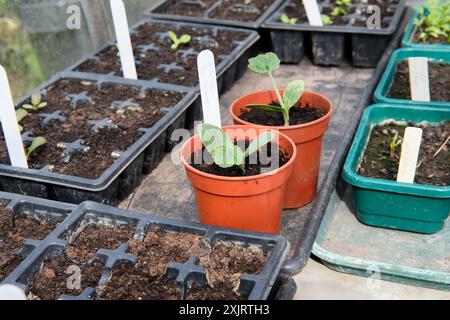 Junge toskanische Zucchinipflanzen, die in orangen Plastiktöpfen wachsen, in einem Gewächshaus in einem Obst- und Gemüsegarten, Großbritannien. Stockfoto