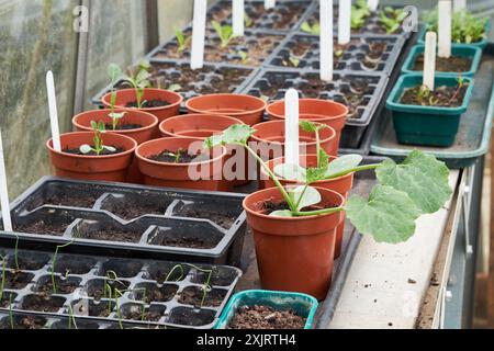 Junge toskanische Zucchinipflanzen, die in orangen Plastiktöpfen wachsen, in einem Gewächshaus in einem Obst- und Gemüsegarten, Großbritannien. Stockfoto