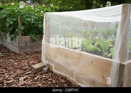 Brokkoli-, Blumenkohl- und Salatpflanzen, die in einem mit Gartennetz bedeckten Hochbeet in einem Obst- und Gemüsegarten, Vereinigtes Königreich, wachsen. Stockfoto