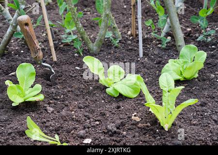 Salatsalat und Erbsenpflanzen, die in einem Gemüsegarten wachsen, Großbritannien. Stockfoto