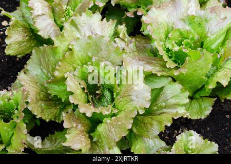 Salatsalatpflanzen wachsen in einem Gemüsebeet, Großbritannien. Stockfoto
