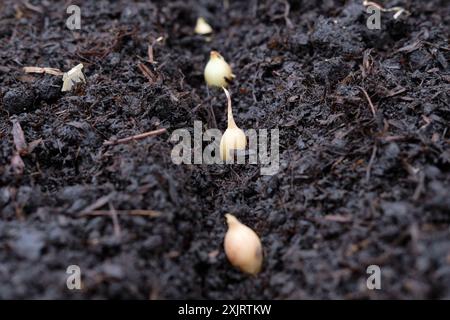 Neu gepflanzte Zwiebelsätze in reichhaltigem kompostiertem Hofdünger in einem Hochbeet in einem Obst- und Gemüsegarten, Großbritannien. Stockfoto