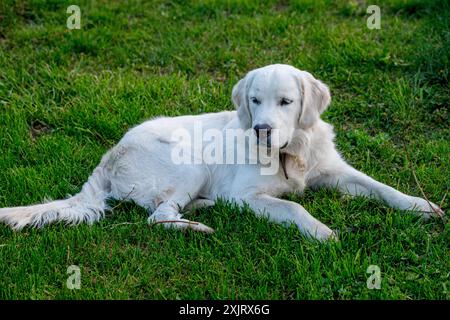 Ein weißer Golden Retriever liegt auf einem grasbewachsenen Feld und blickt auf die Kamera. Sein weißes Fell ist weich und flauschig, und sein Schwanz ist umgerollt Stockfoto