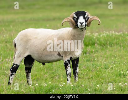 Ein feiner Swaledale Widder mit zwei gelockten Hörnern, nach vorne gerichtet, stand im Sommer auf grüner Weide. Diese Rasse stammt aus der Gegend um Swaledale in York Stockfoto