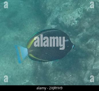 Whitecheek Surgeonfish (Acanthurus nigricans) Actinopterygii Stockfoto