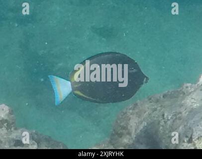 Whitecheek Surgeonfish (Acanthurus nigricans) Actinopterygii Stockfoto