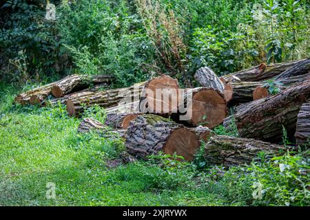 Baumstämme stapeln sich, Holzfällerei Holzindustrie. Im Hof des Hauses stapeln, um Brennholz für die Heizung des Hauses im Winter zu sammeln. Stockfoto