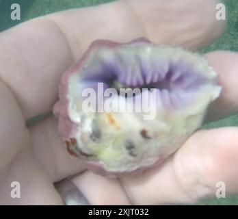 Maulbeerdrupe (Drupa morum) Mollusca Stockfoto