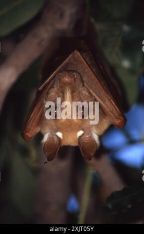 Peters's Epaulet Frucht Fledermaus (Epomophorus crypturus) Mammalia Stockfoto