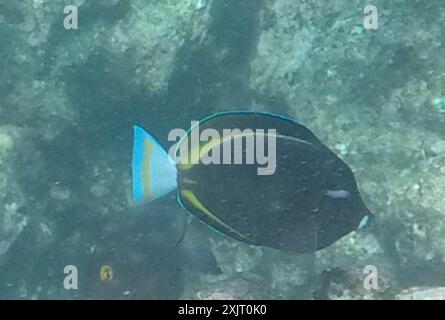 Whitecheek Surgeonfish (Acanthurus nigricans) Actinopterygii Stockfoto