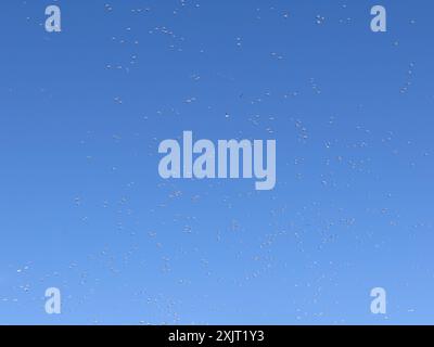 Große Schneegänse (Anser caerulescens atlanticus) Aves Stockfoto