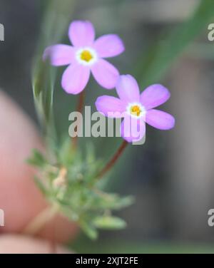 Variable Linanthus (Leptosiphon parviflorus) Plantae Stockfoto