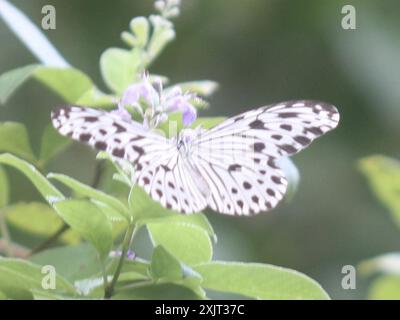 Kleinere Wood Nymphe (Ideopsis gaura) Insecta Stockfoto