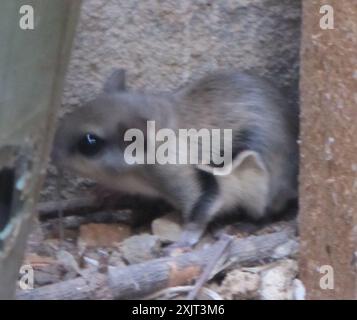 Southern Fliegende Eichhörnchen (Glaucomys volans) Mammalia Stockfoto