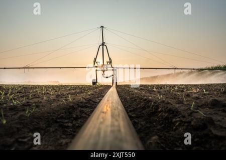 Landwirtschaftliches Bewässerungssystem zur Bewässerung des Maisfeldes am sonnigen Frühlingstag. Stockfoto