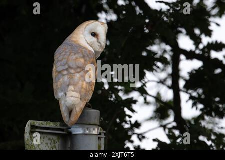 Barn Owl (Tyto alba) Norfolk Mai 2024 Stockfoto