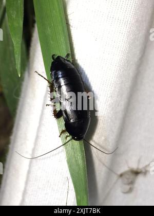 Dunkle Holzschaben (Ischnoptera deropeltiformis) Insecta Stockfoto