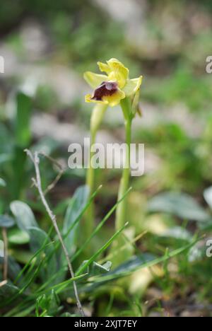 Galiläische Gelbbiene-Orchidee (Ophrys lutea galilaea) Plantae Stockfoto