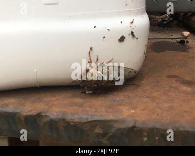 RESH Cicada (Megatibicen RESH) Insecta Stockfoto