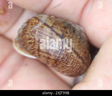 Bronze Schulterband Schnecke (Helminthoglypta arrosa) Mollusca Stockfoto