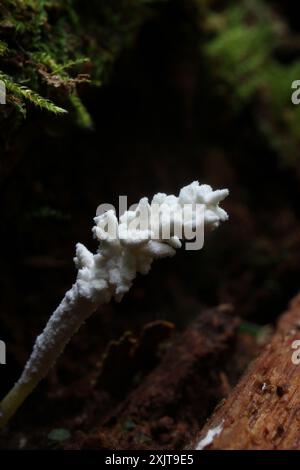 (Cordyceps farinosa) Pilze Stockfoto