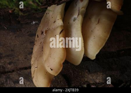 Buchenpilze (Hypsizygus tessulatus) Stockfoto