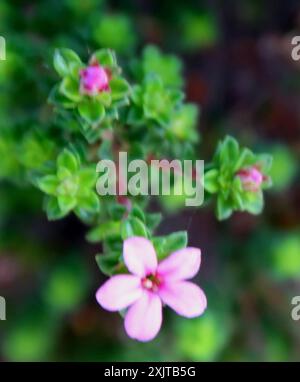 Kalksteinporzellan (Acmadenia heterophylla) Plantae Stockfoto