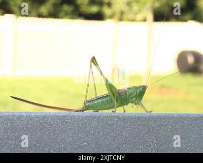 Gerade-lanzende Wiese Katydid (Conocephalus strictus) Insecta Stockfoto